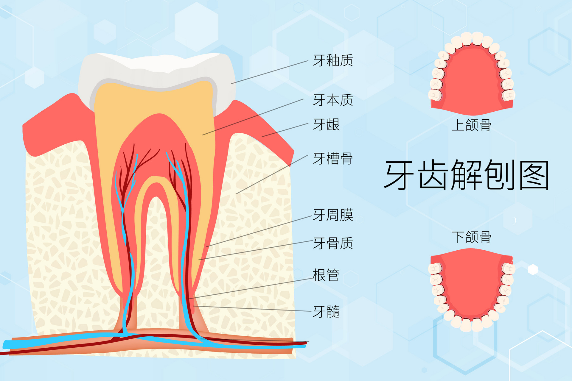 摄图网_402012831_banner_世界爱牙日牙齿解刨图（非企业商用）.jpg